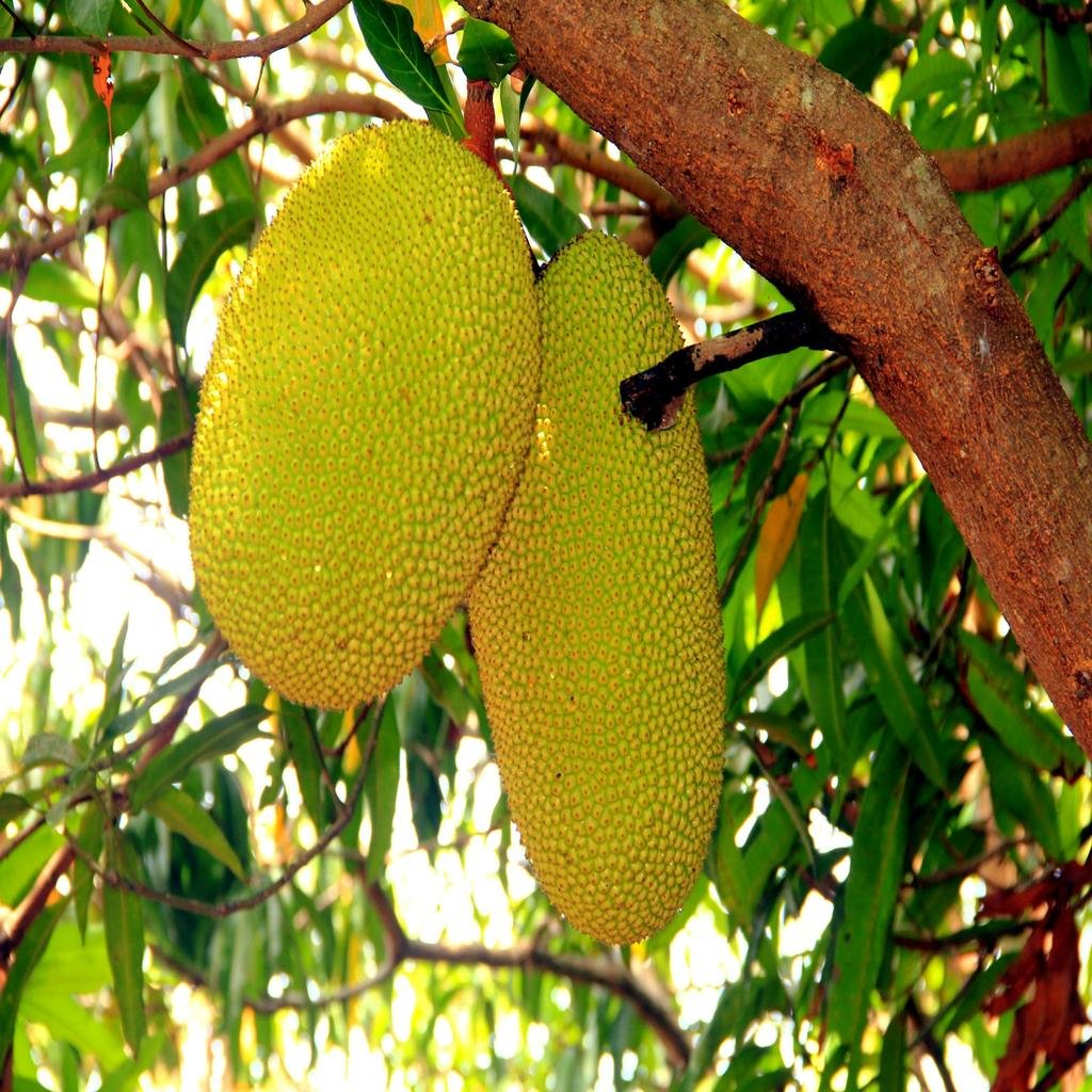 Jackfruit
